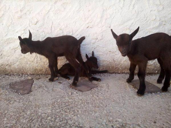 הוילה ולנסיה Granja El Regajo מראה חיצוני תמונה